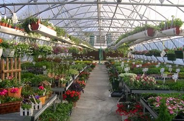 20 foot wide hoop house nursery perennials in hanging baskets 20 foot wide hoop house nursery perennials in hanging baskets