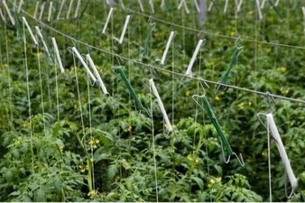 Polyester rope for greenhouse Polyester rope for greenhouse