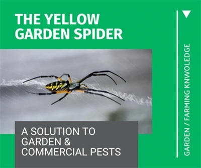 Yellow Garden Spider : a Solution to Garden and Commercial Greenhouses Pests